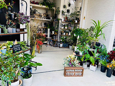 unique plants GREEN BASE